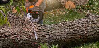 Trusted Mamou, LA  Tree Services Experts